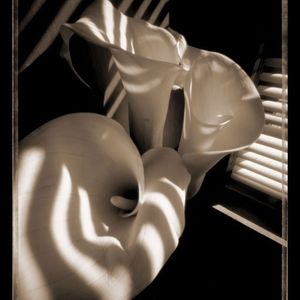 Meet your Posher, Shawndel